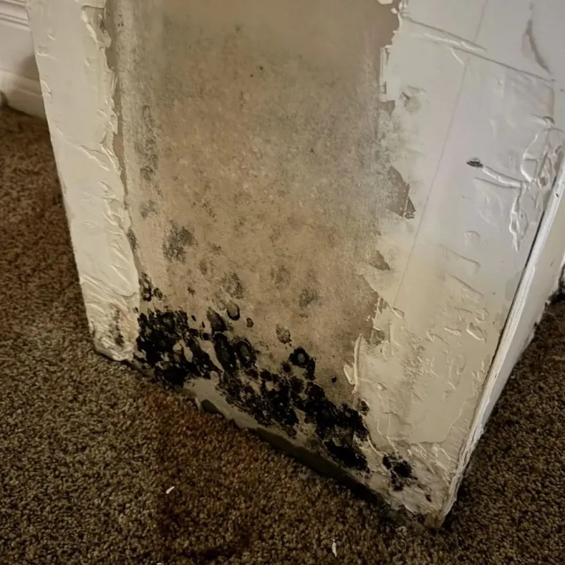 Professional Mold Removal in Maysville, GA